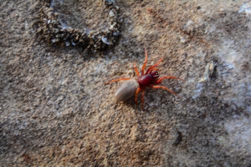 Dysdera sp.